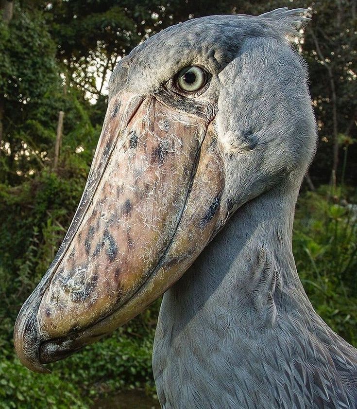 shoebill stork sound