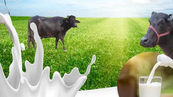 wellhealthorganic buffalo milk tag: Discover the Richness of Buffalo Milk