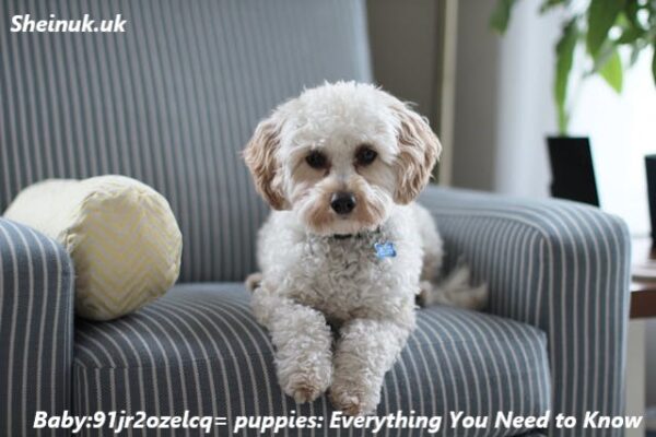 baby:91jr2ozelcq= puppies: Essential Tips for Raising a Happy and Healthy Dog